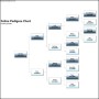 Feline Pedigree Chart Termplate