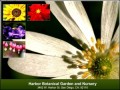 Flower Brochure Template