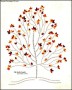 Long Family Tree Art on Cream Colour