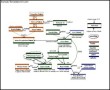 Nehru Family Tree Diagram Sample Template
