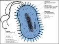 Bacteria Diagram Template