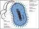 Bacteria Diagram Template