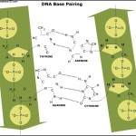 DNA Base Pairing Diagram Template