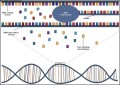 DNA Transcription Diagram Template