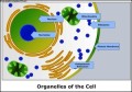 Organelles of a Cell – Biology Diagram Template