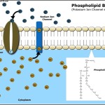 Phospholipid Bi-Layer Diagram Template